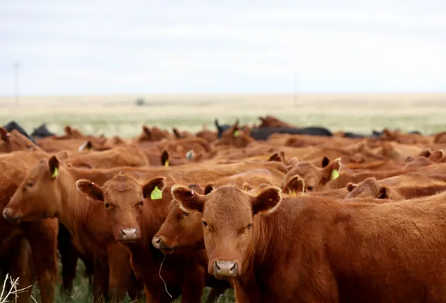 US to lift Mexico cattle ban to combat high beef prices